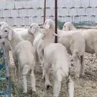 بهم للبيع