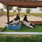 حمام عبسي نظيف ومنتح ماشاء الله تبارك