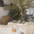 للبيه نخله تمر بحي السويدي