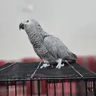 كاسكو أليف تربية