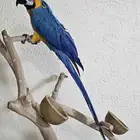 مكاو بلو اند قولد كابتين كلام تم الببييع