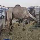 أعرض لكم خلفه مصفر طيبه