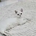 اللي معه قطط كيتن يراسلني خاص