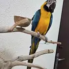 مكاو بلو اند قولد