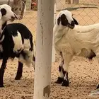 خروفين للبيع