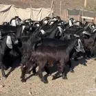 معزاء مراح وصغار سن