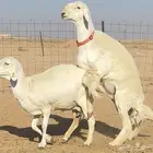 فحل حري صنف ( مشروط )