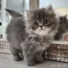 قطط بكي فيس بيور للبيع