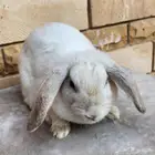 انثى ارنب هولند لوب