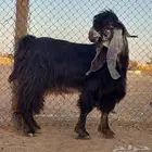 فحل عارضي رباع