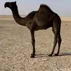 قعود مفرود زيين جدا قعود انتاج مجهم كفو