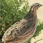 سمان جديد ونشيط