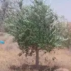 يوجد لدينا اشجار الزيتون وترمنليا وشجار ضل كبيره