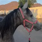 خيل