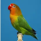 العدد2