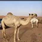 بكره لقيه طيبه
