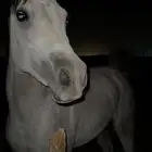 حصان شعبي كفو