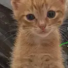 قطط تبني