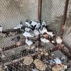 حمام باكستانى تيدي وغيرها من اصول. الباكستاني