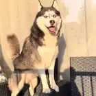 مطلوب كلاب تبني اي نوع