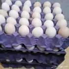 بيض بلدي للبيع