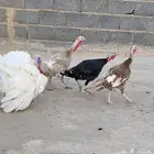رومي
