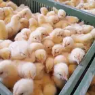 صوص لاحم وبيض مخصب روس 308