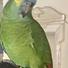 ببغاء مفقود