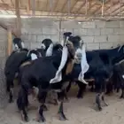 6 معزا عوارض
