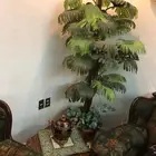 نباتات صناعية