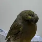 ذاكر كناري