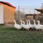 وز كندي ابيض الحبه ب140