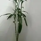شجرة بامبو
