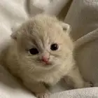 قطط