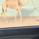 لقحة