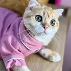 ذكر سكوتش فولد تم البيع