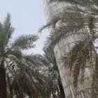 زاهر افغان  شغل خزانات