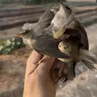 للبيع طيور دخل