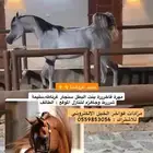 مهرة فاخرررة بمزادنا