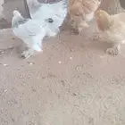 دجاج براهما احجام فاخره