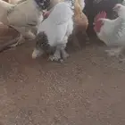 دجاج براهما احجام فاخره
