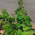 6 جهمنية للبيع 200 ريال كلها بصحة ممتازة الوان فوشي