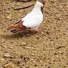 حمام انثى فردية (سوداني الماني )