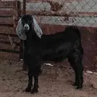 جفره ذبيحه للبيع