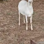 نعجه مقنى