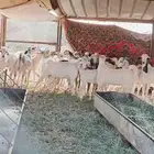 تيوس