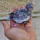 فرخ كروان هولندي غر