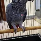 ذكر كاسكو منتج