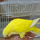 كويكر لاتينو