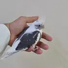 فرخ كروان هولندي